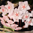 Hoya commutata, 1 Cutting