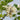 Black Locust Seeds, 10g