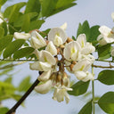Black Locust Seeds, 10g