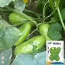 Yellow River' Chinese Vegetable Melon Seeds, 50 Seeds
