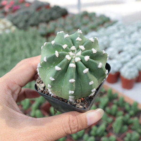 Echinopsis eyriesii Live Cactus, 3-4cm