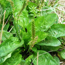 Common Plantain Seeds, 1 gram ≈ 1500 Seeds