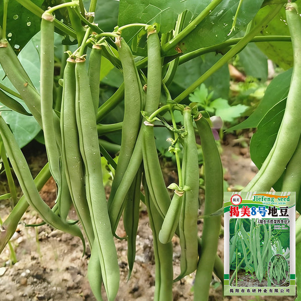 'Jiemei No. 8' Bush Bean, 40g