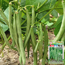 'Jiemei No. 8' Bush Bean, 40g