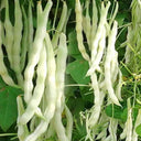 Continuously Harvestable Nine-grain White Kidney Bean Seeds, 5 × 10g Bags