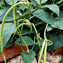 Zhengjiang Dwarf Bush Yardlong Bean Seeds, 30 Grams ≈ 180 Seeds
