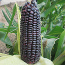 Black Sweet Waxy Corn No.7 Seeds, 100g