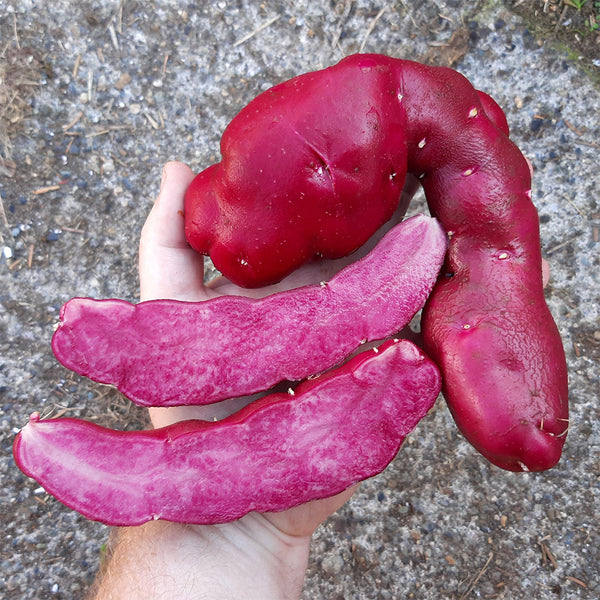 True Potato Seeds (TPS), Portly Fingerling, 4 Seeds