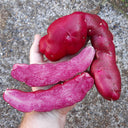 True Potato Seeds (TPS), Portly Fingerling, 4 Seeds