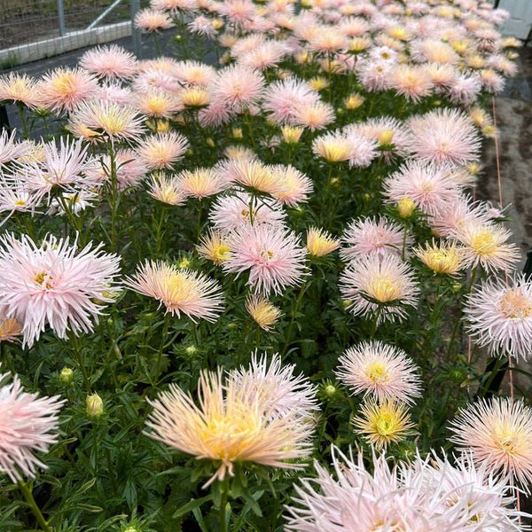Aster 'Valkyrie Brunhilde Chamois', 10 Seeds
