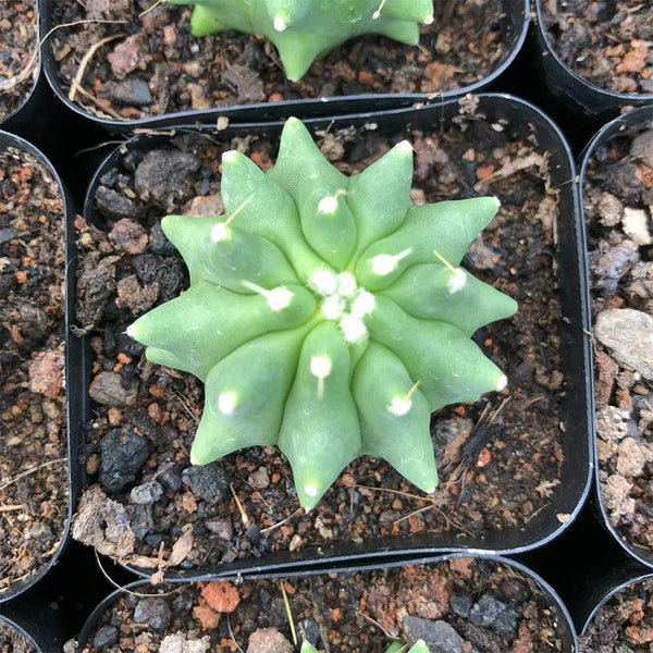 Ferocactus glaucescens f. nuda