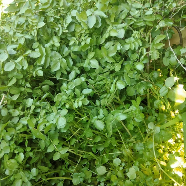 Watercress Seeds, 3g