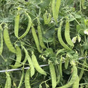 'Cuibao 616' Snow Pea Seeds, 30g