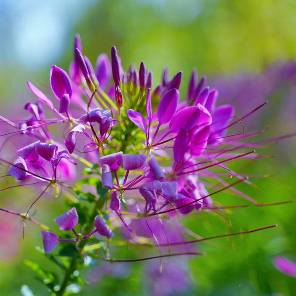 Purple Spider Flower Seeds, 200 Seeds