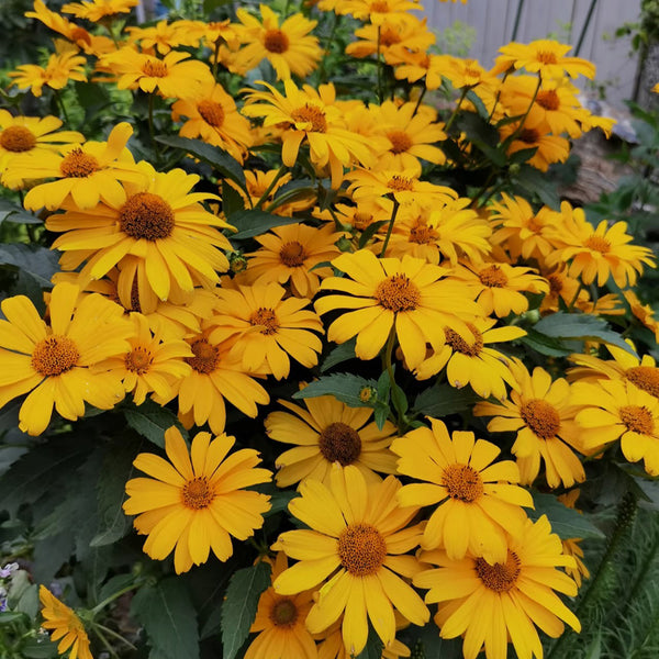 Heliopsis helianthoides Seeds, 100 Seeds