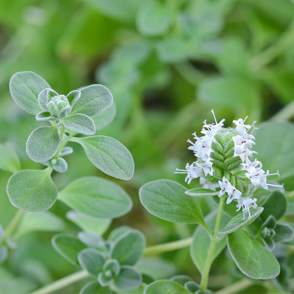 American Sweet Marjoram Seeds, 200 Seeds