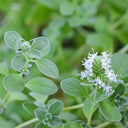 American Sweet Marjoram Seeds, 200 Seeds