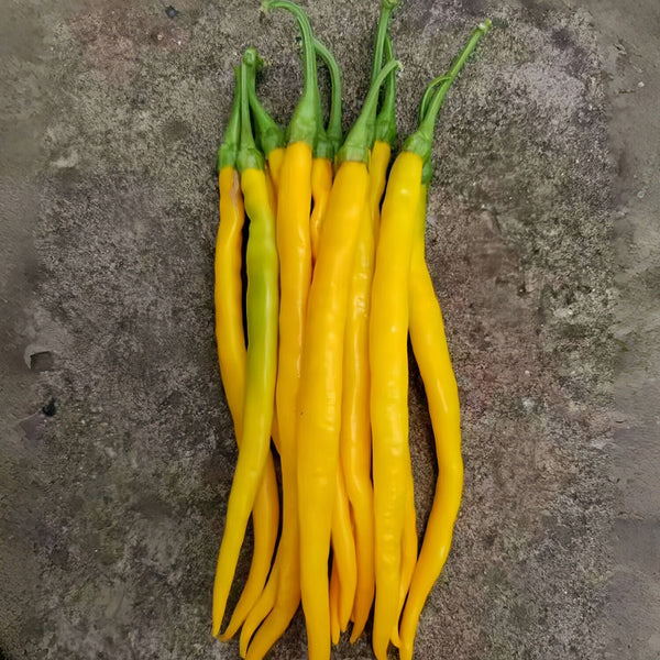 Golden Tribute Pepper, 1g