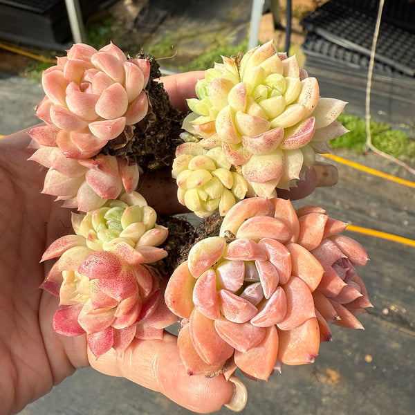 Echeveria 'Peach Pride'‌, 2pcs x 1-head
