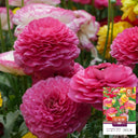 Hezhichun Ranunculus, 30 Seeds