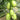 Yuanbao Fruit Cucumber, 5 Seeds