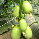 Yuanbao Fruit Cucumber, 5 Seeds