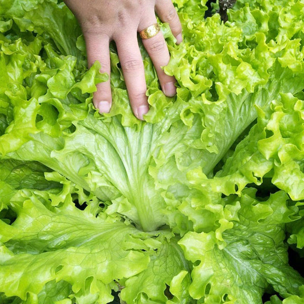 Glass Lettuce, 2000 Seeds