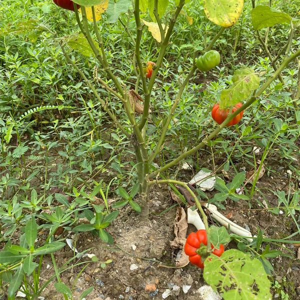 African Red Scarlet Eggplant, 200 Seeds