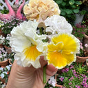 U2334 Da Danta Ruffled Viola, 5 Seeds