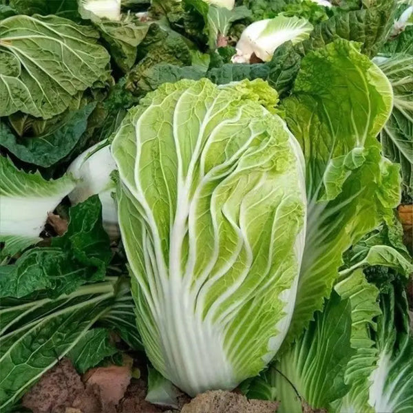 'Shengqiu 80' Chinese Cabbage Seeds, 20g