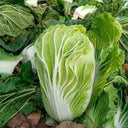 'Shengqiu 80' Chinese Cabbage Seeds, 20g