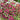 Garden Coleus Mixed Seeds, 200 Seeds