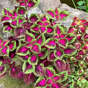 Garden Coleus Mixed Seeds, 200 Seeds