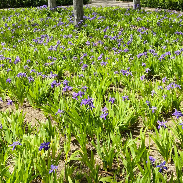 Blue Butterfly Iris, 100 Seeds