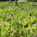 Blue Butterfly Iris, 100 Seeds