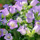 Hezhichun Mixed Color Canterbury Bells Seeds, 1g