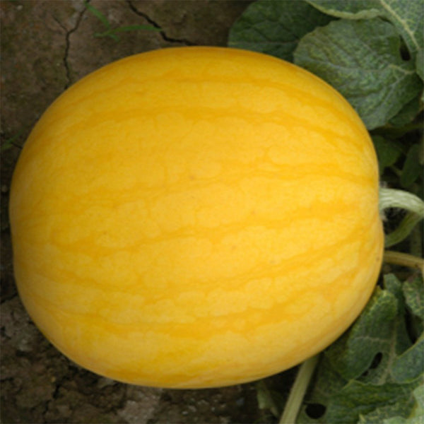 'Golden Baby' Watermelon Seeds