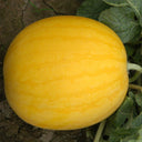 'Golden Baby' Watermelon Seeds