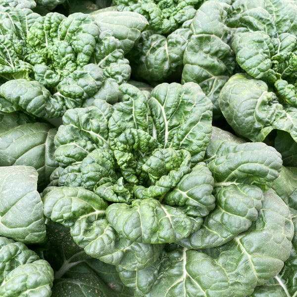 Fresh Sweet Bok Choy Seeds, 10g