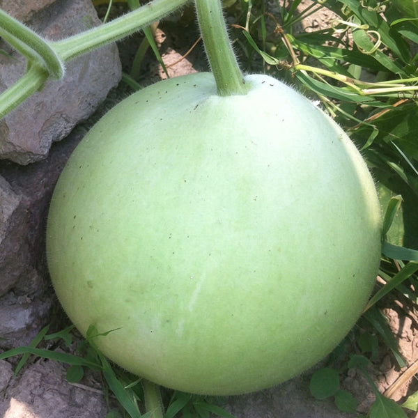 Edible Bottle Gourd, 15 Seeds