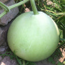 Edible Bottle Gourd, 15 Seeds