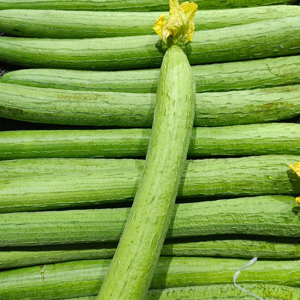 Spring-Autumn 915 Luffa Seeds, 10g