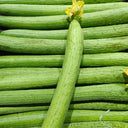 Spring-Autumn 915 Luffa Seeds, 10g
