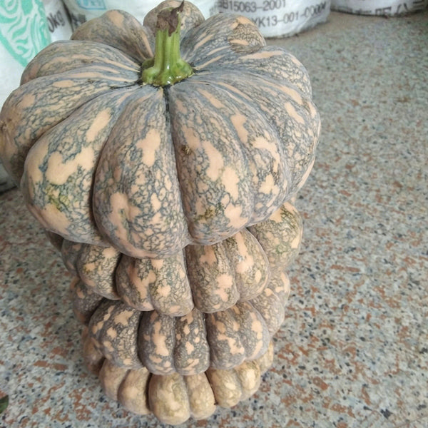 'Jing Xiangmi 201' Pumpkin, 15 Seeds