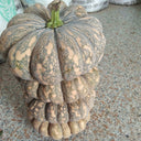 'Jing Xiangmi 201' Pumpkin, 15 Seeds