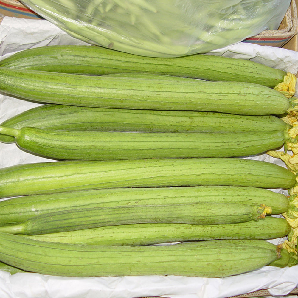 Long Fragrant Luffa Seeds, 5 × 5g Bags