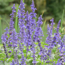 Hezhichun Blue Sage, 50 Seeds