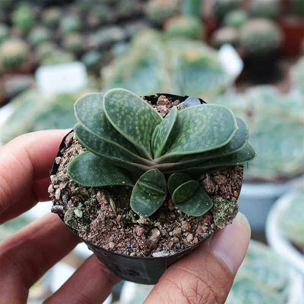 Gasteria minima, 3-4cm