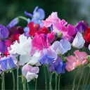 Royal Symphony' Sweet Pea Mixed Seeds, 100 Seeds