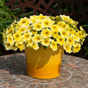 U2332 Caliburst Yellow F1 Petchoa, 5 Seeds